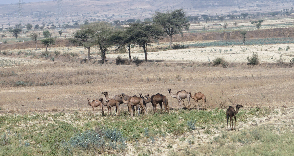 Addis-Djibouti, 51 miles SE of Addis Ababa