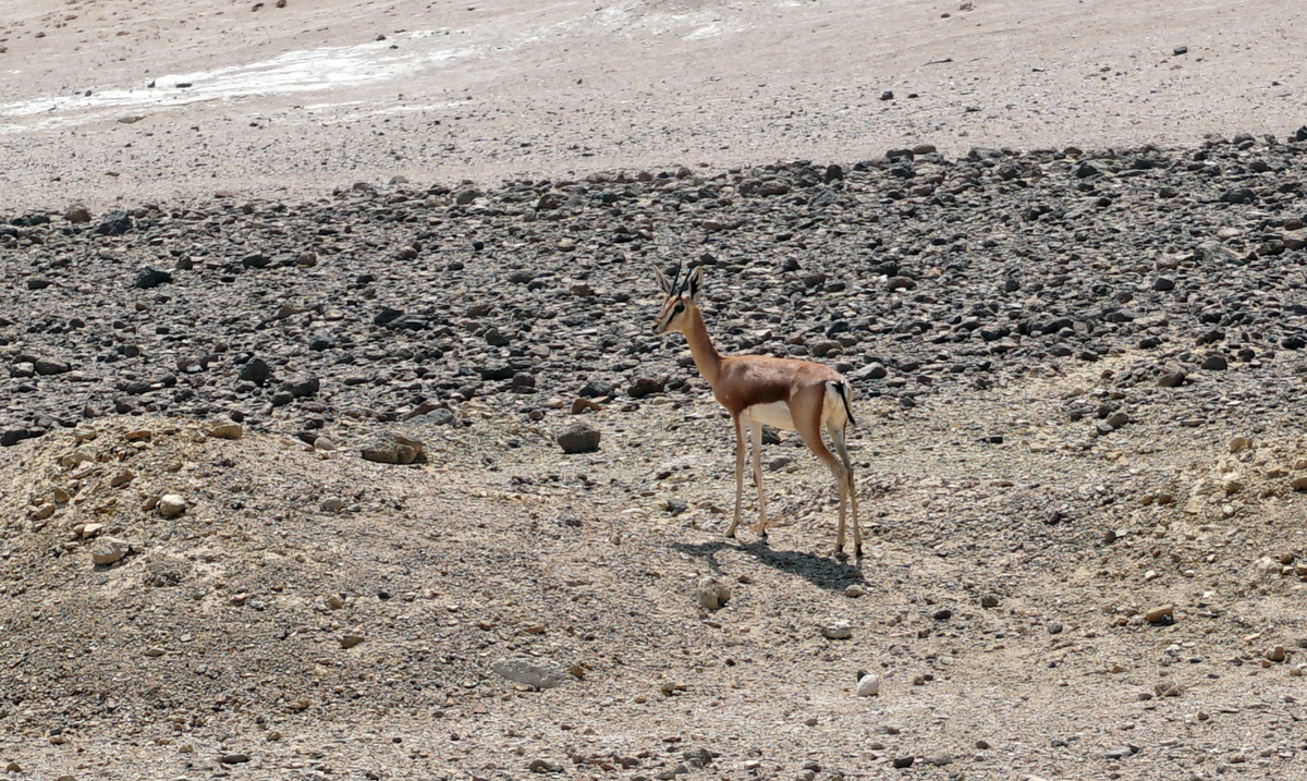 Lac Assal Trip