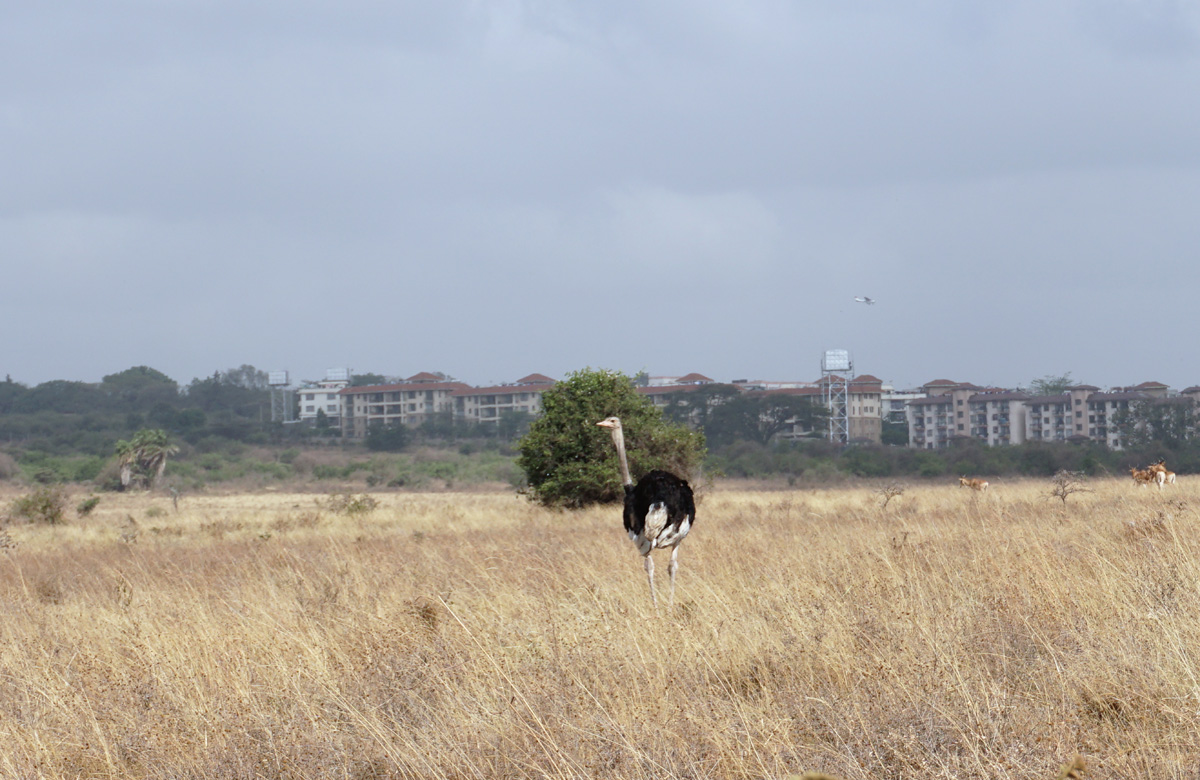 Nairobi National Park
