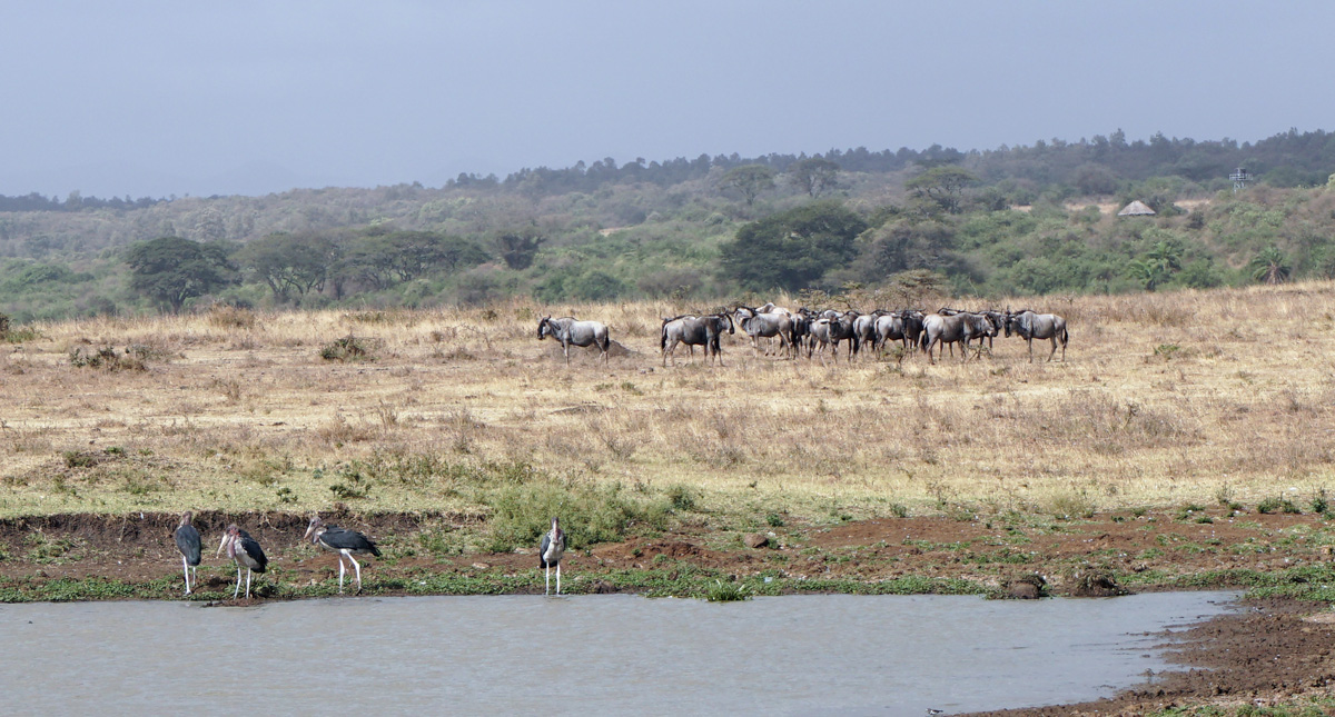 Nairobi National Park, Distant Wildebeest