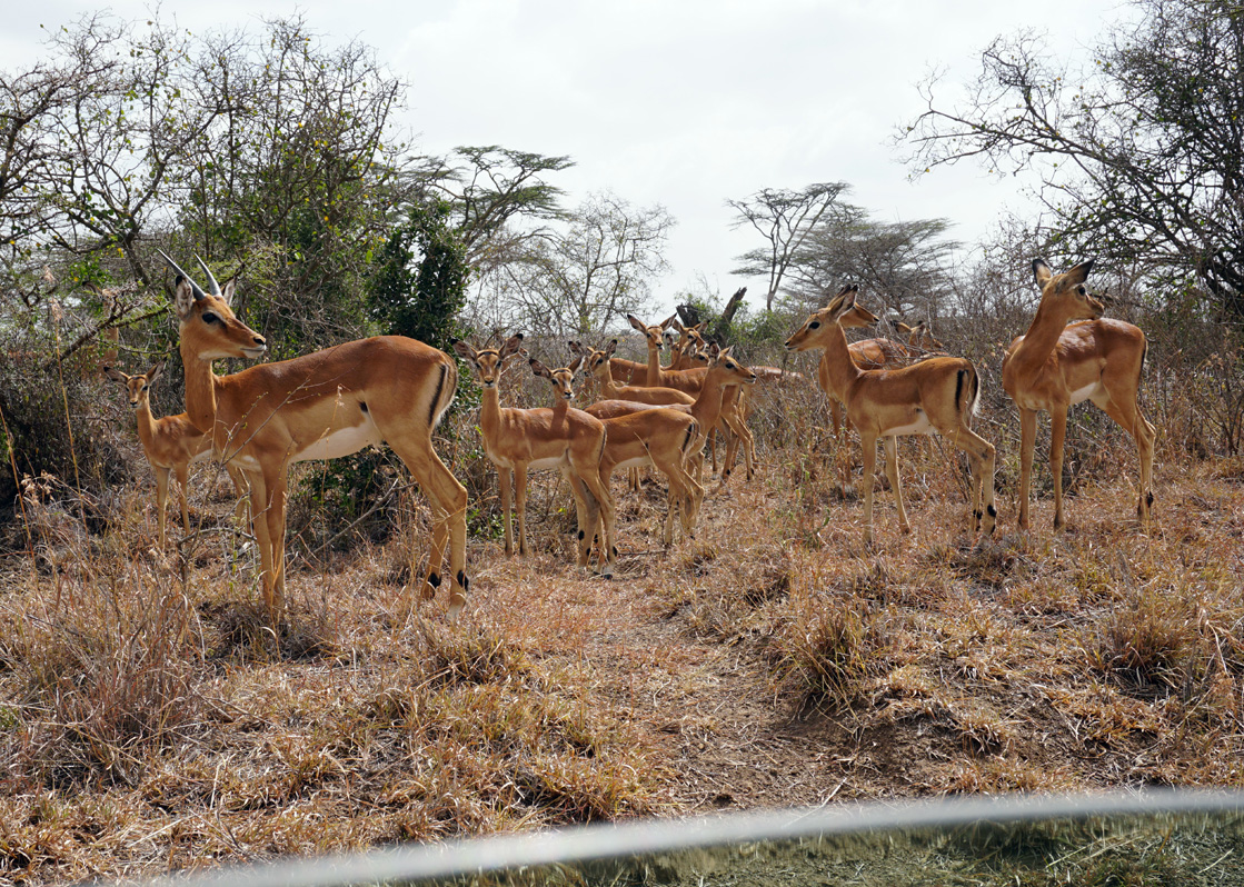Nairobi National Park