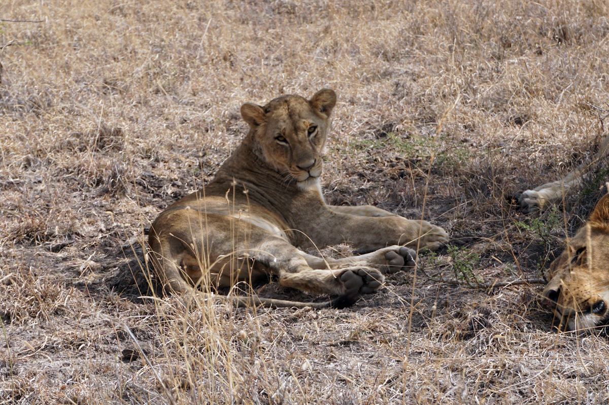 Nairobi National Park
