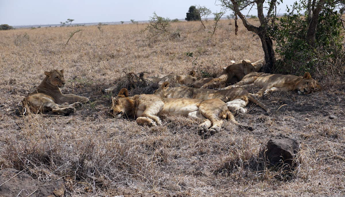 Nairobi National Park