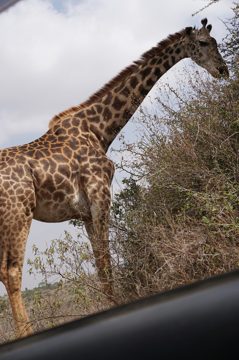 Nairobi National Park