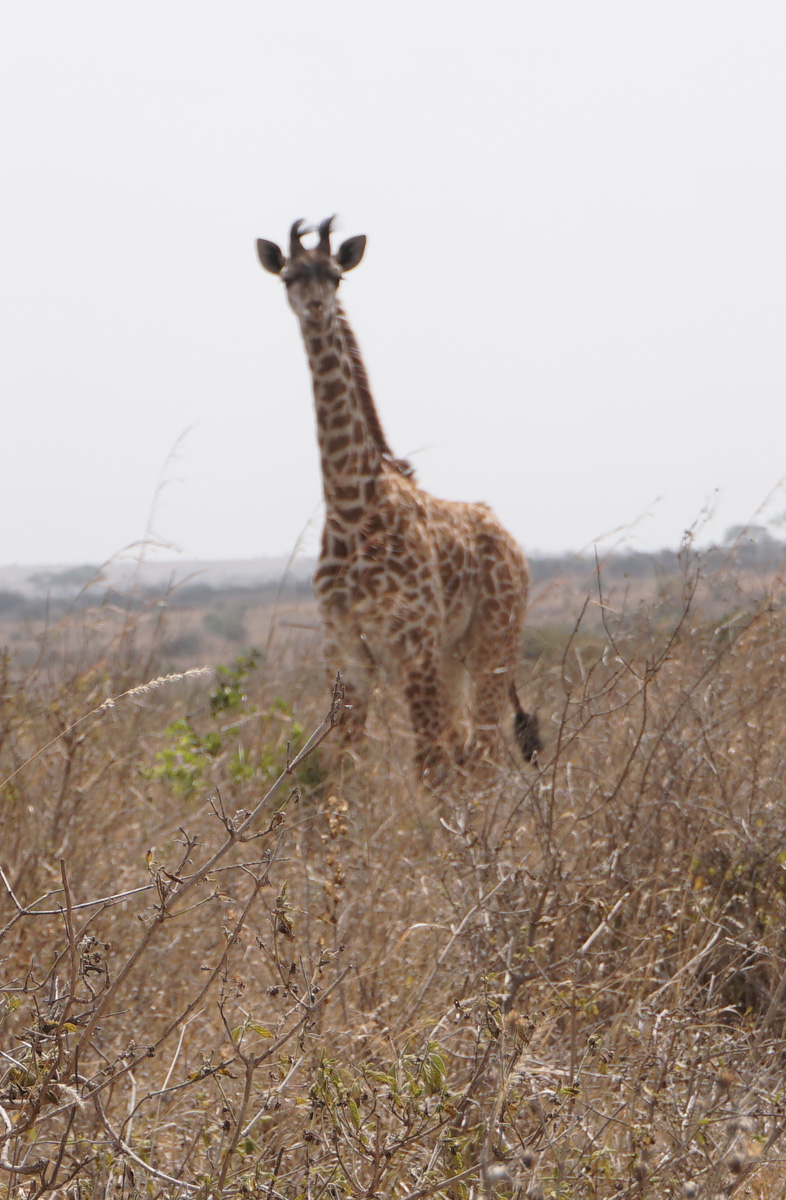 Nairobi National Park
