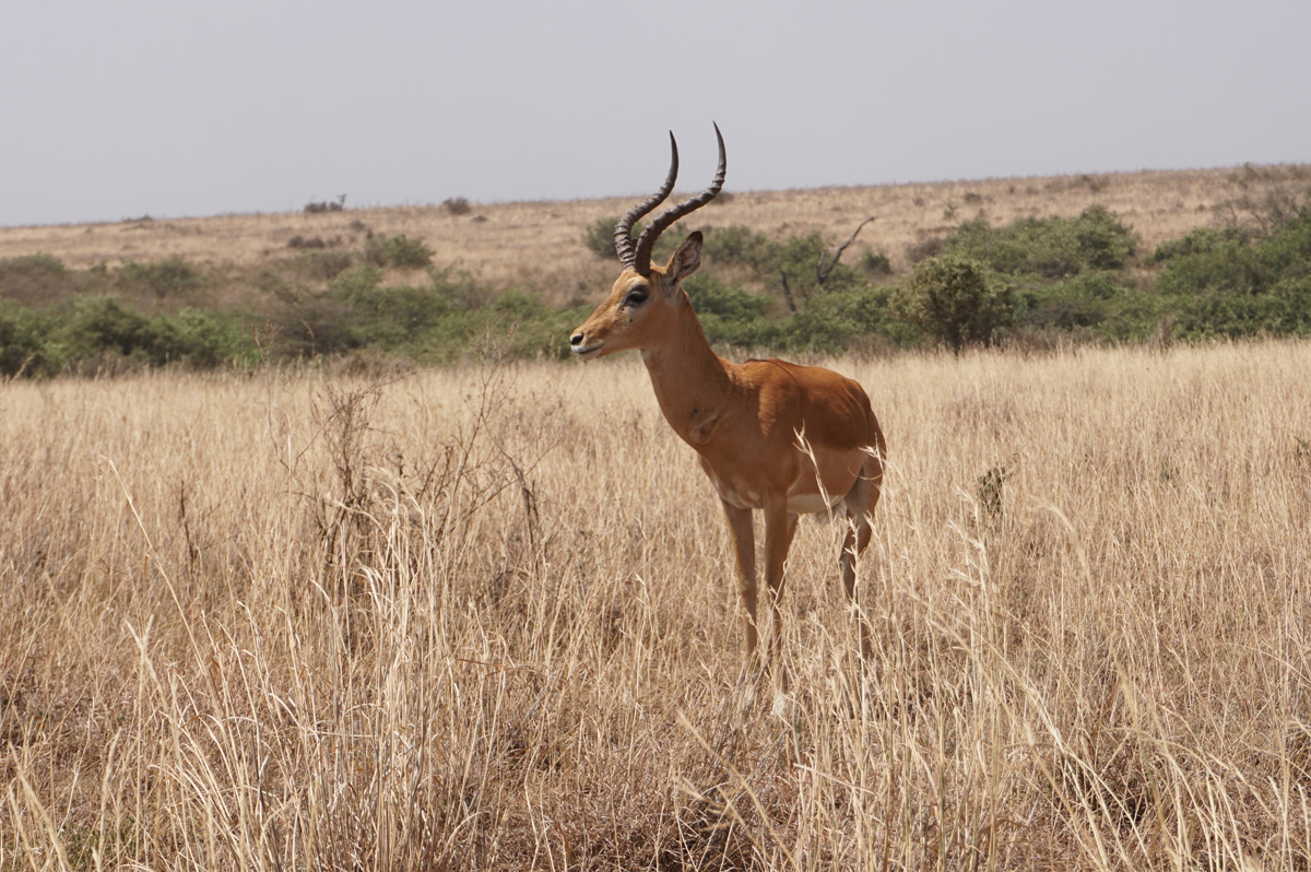 Nairobi National Park