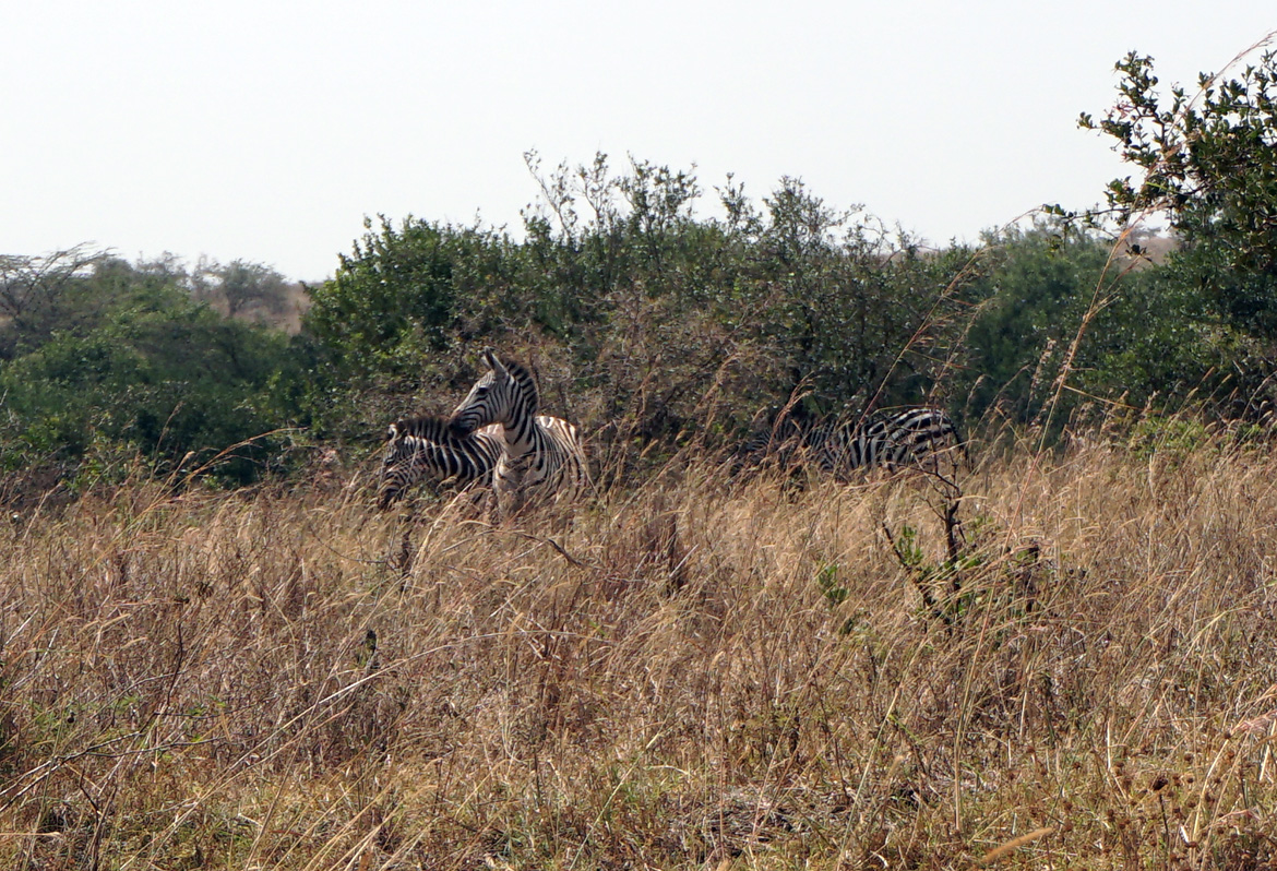 Nairobi National Park