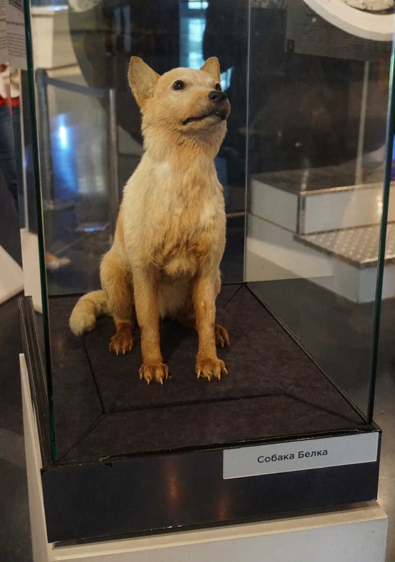 Memorial Museum of Cosmonautics, Belka