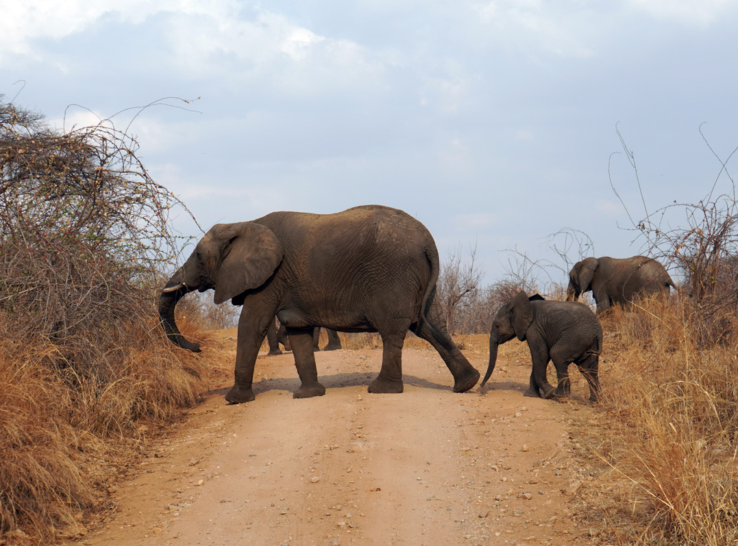 Ruaha National Park