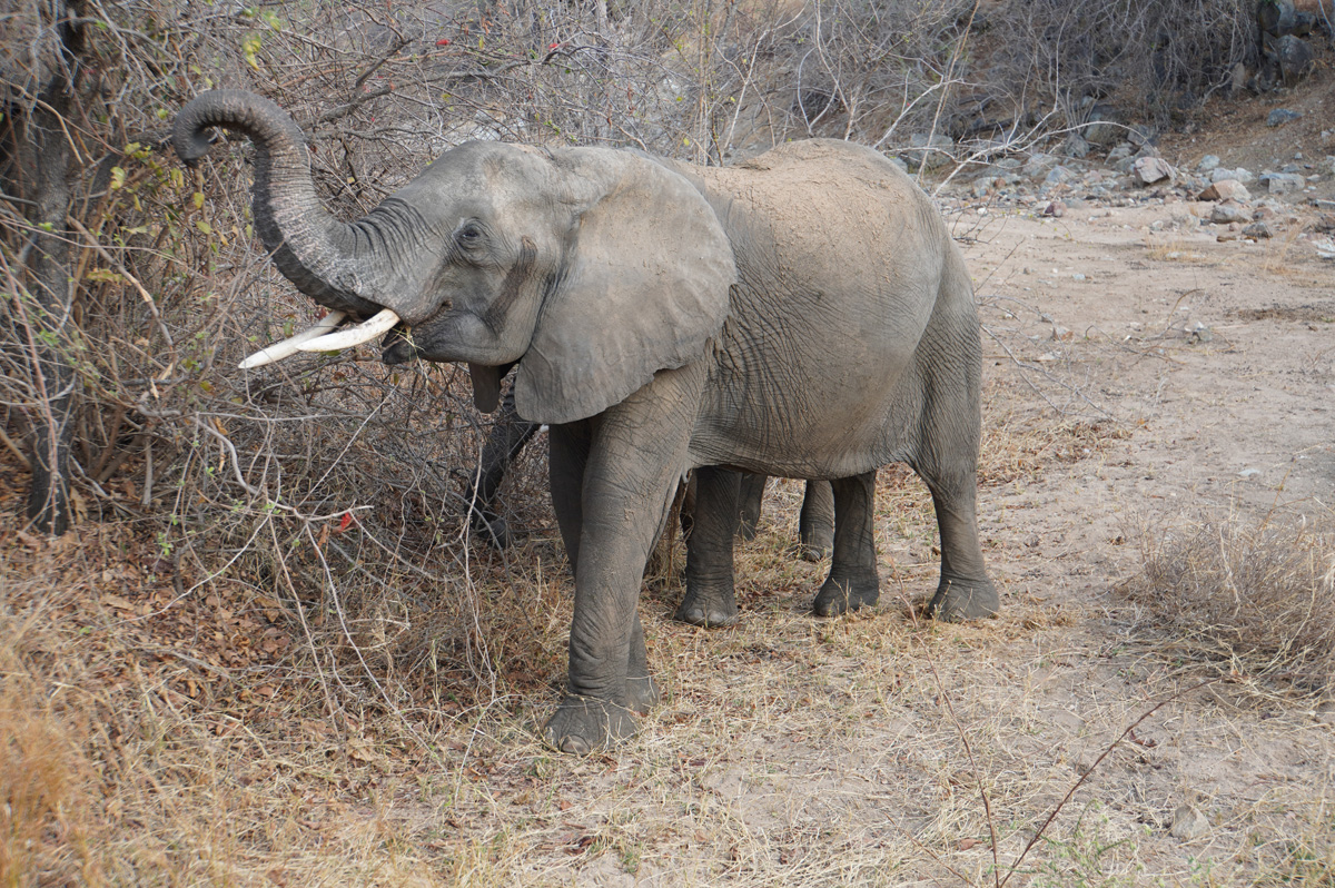Ruaha National Park
