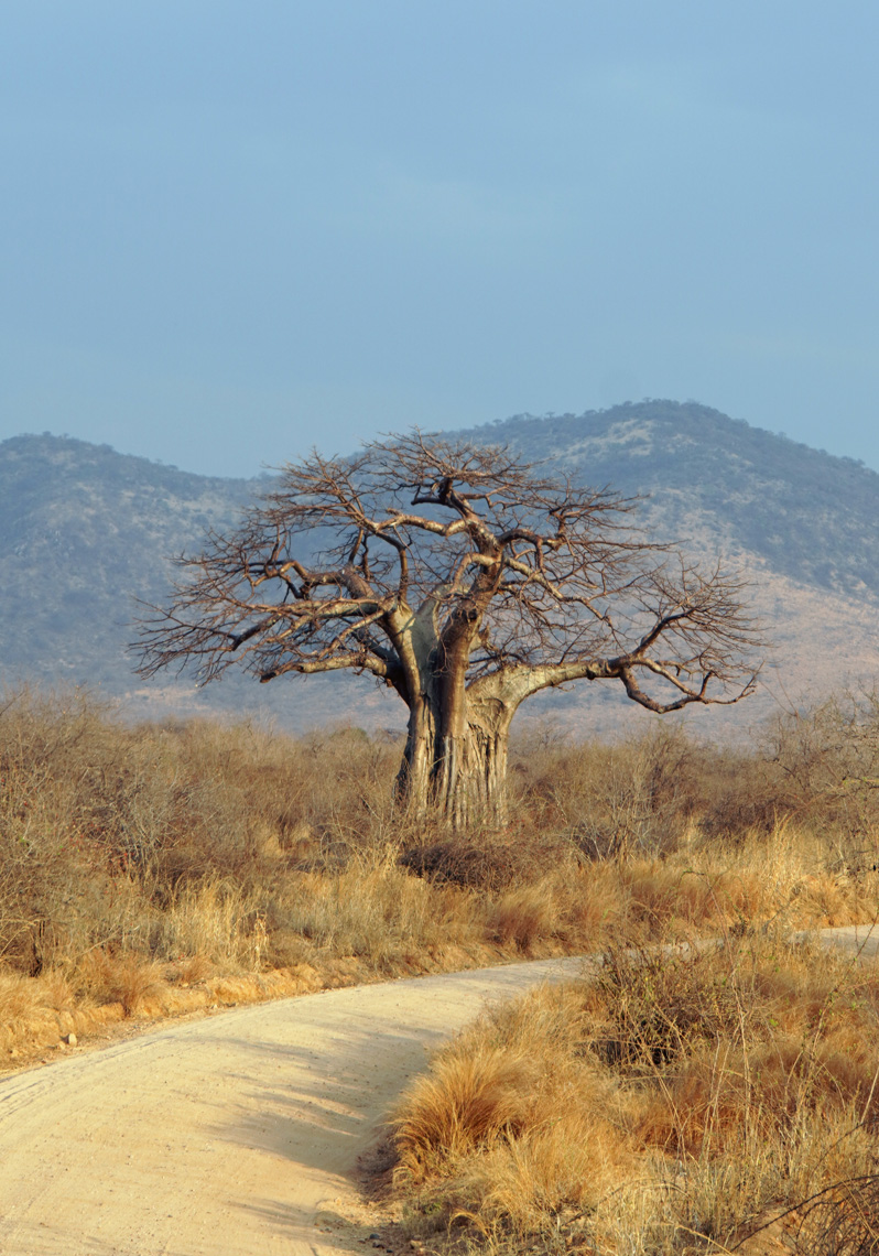 Ruaha National Park