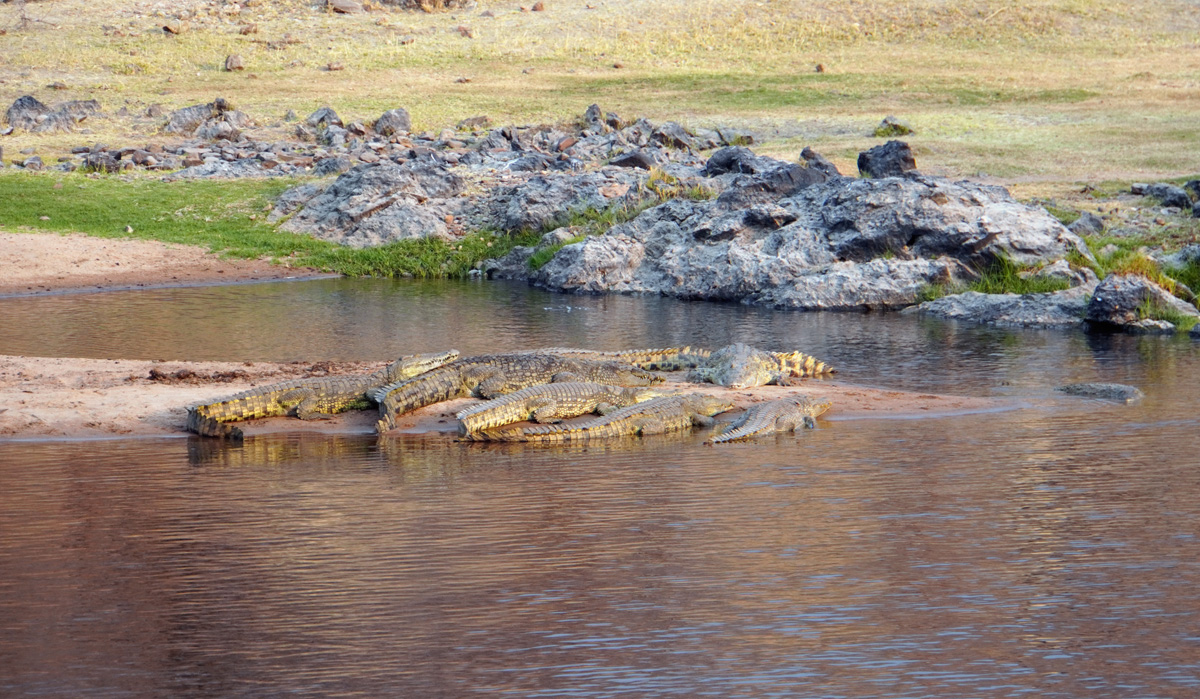 Ruaha National Park, Crocodiles