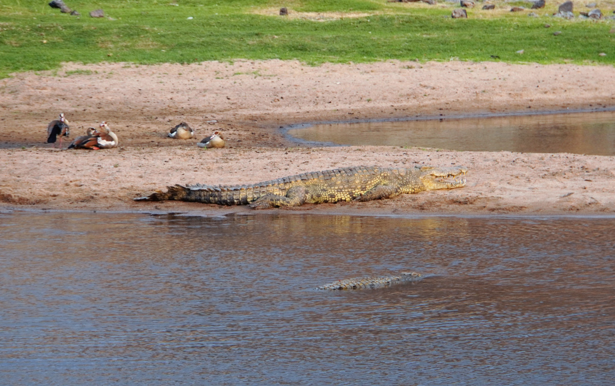 Ruaha National Park, Crocodile