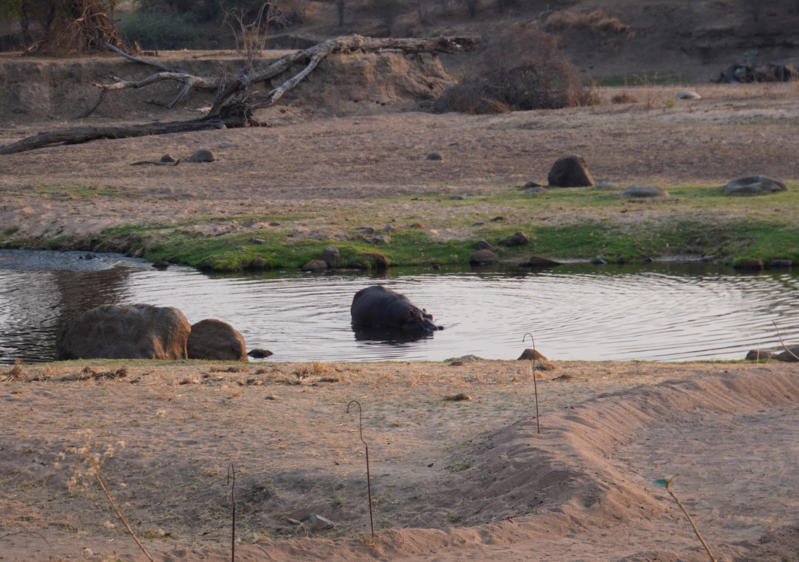 Ruaha National Park, Hippo