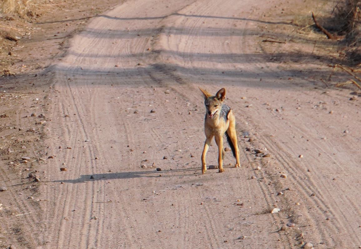 Ruaha National Park