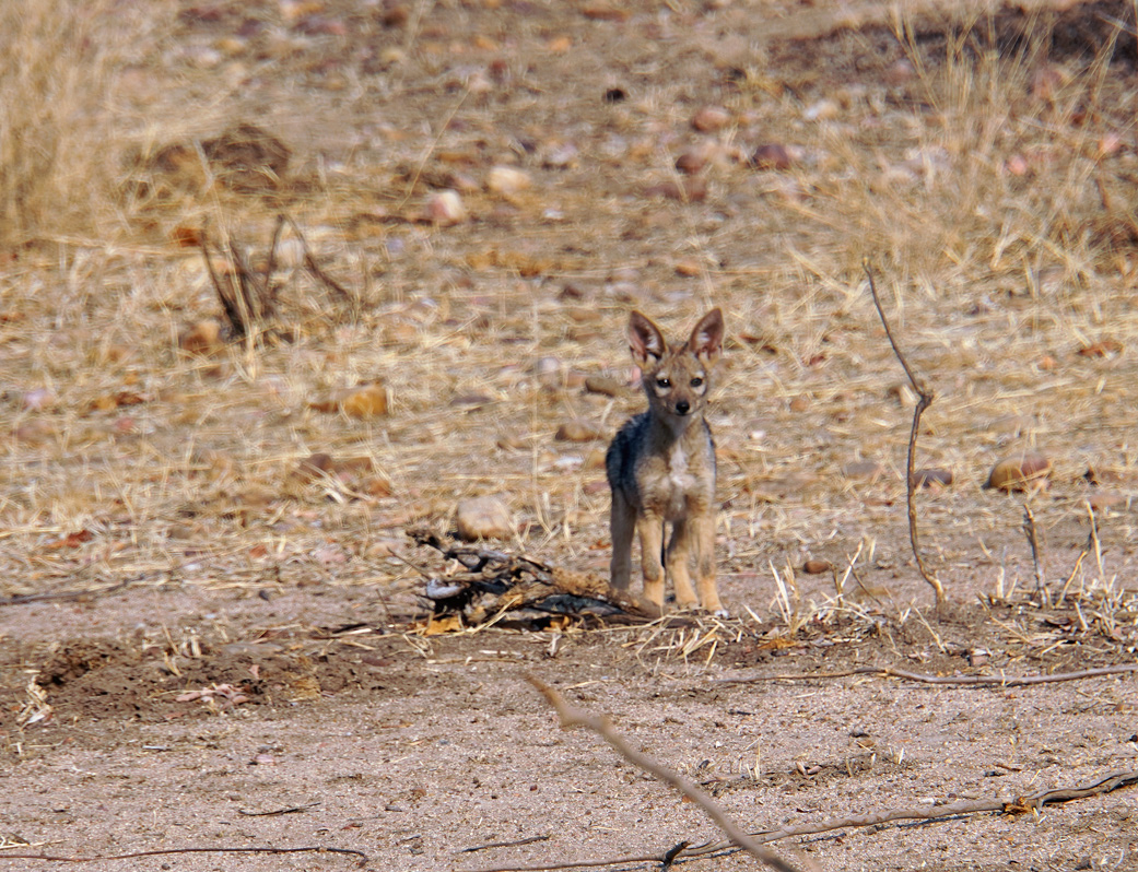 Ruaha National Park, Jackal cub