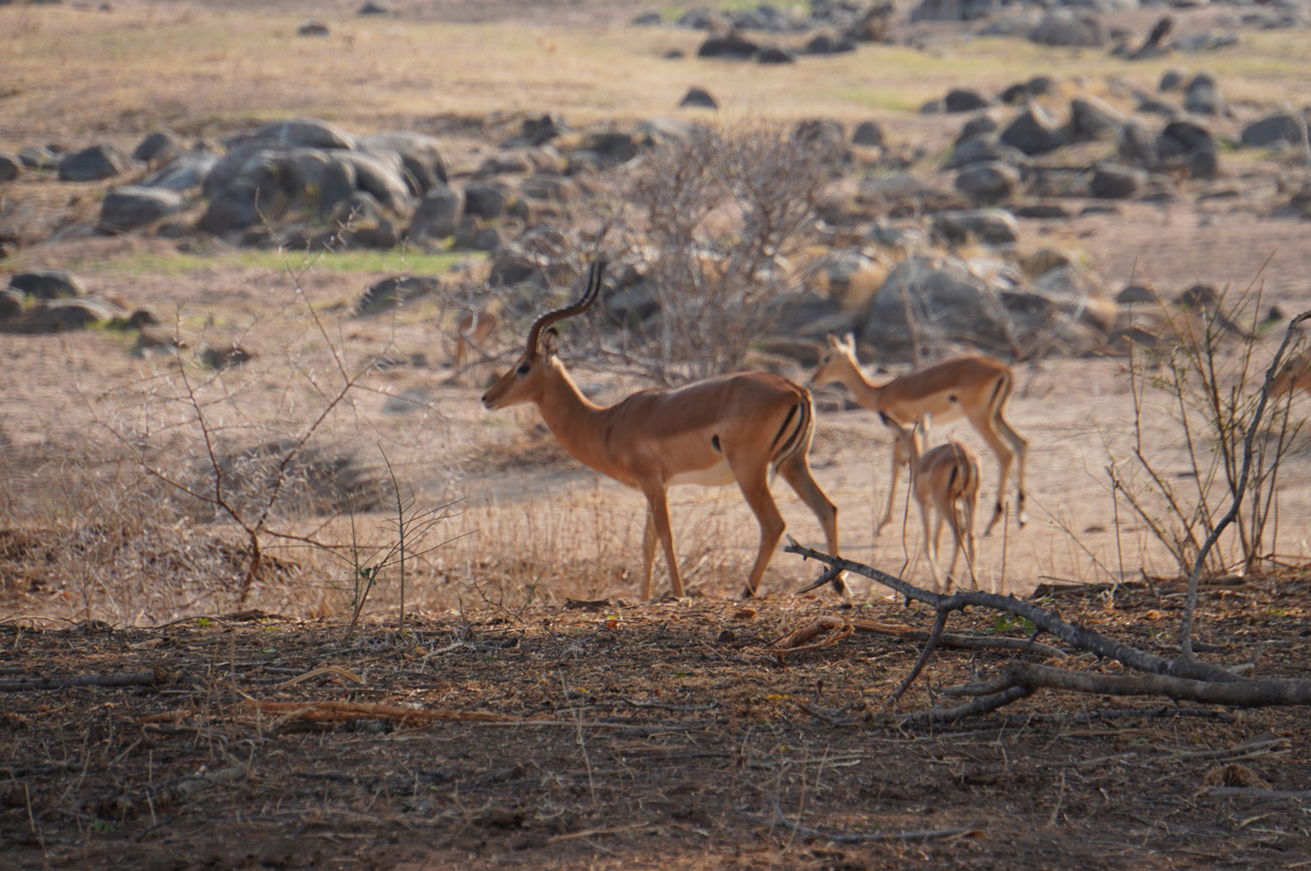 Ruaha National Park