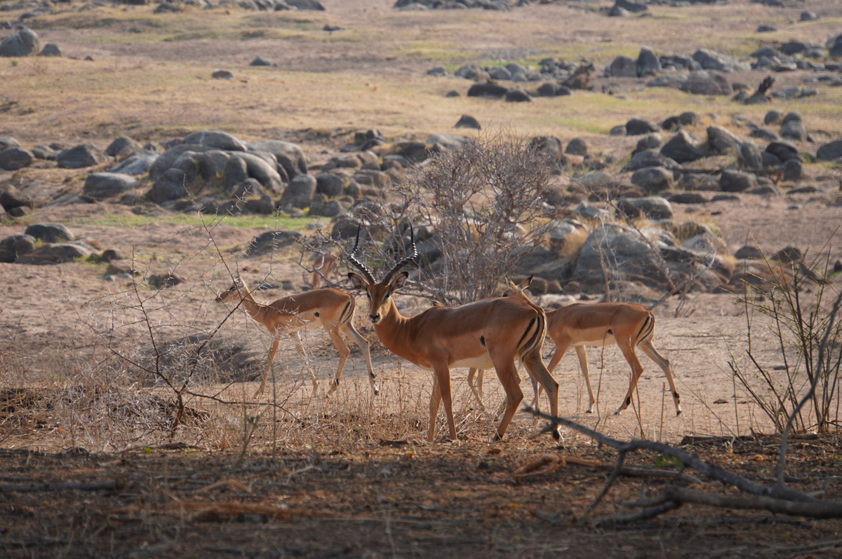 Ruaha National Park, Impala