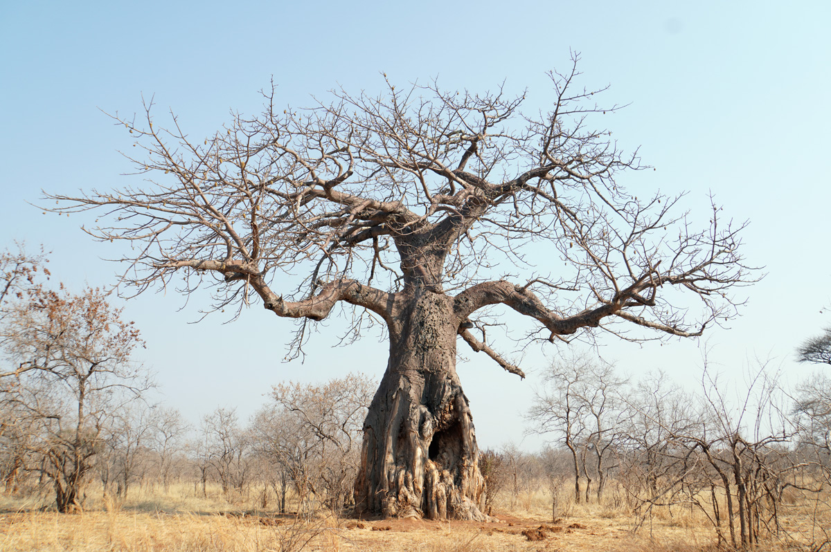 Ruaha National Park, "Old Man Willow" Baobab