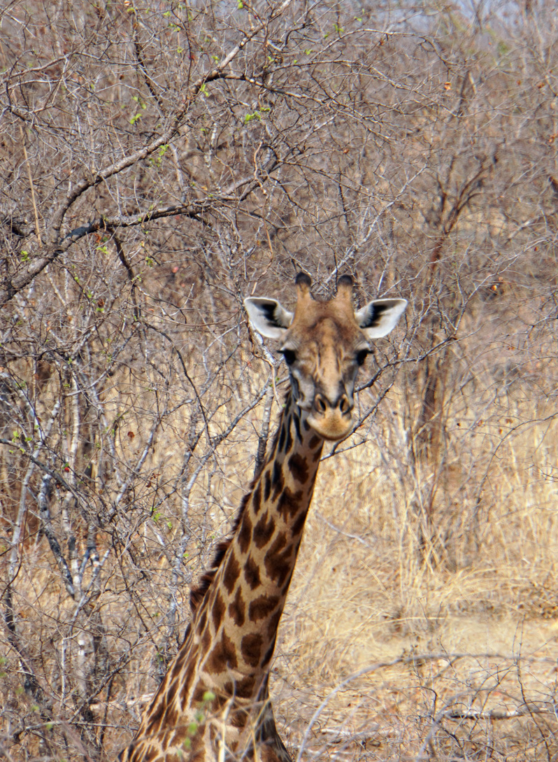 Ruaha National Park