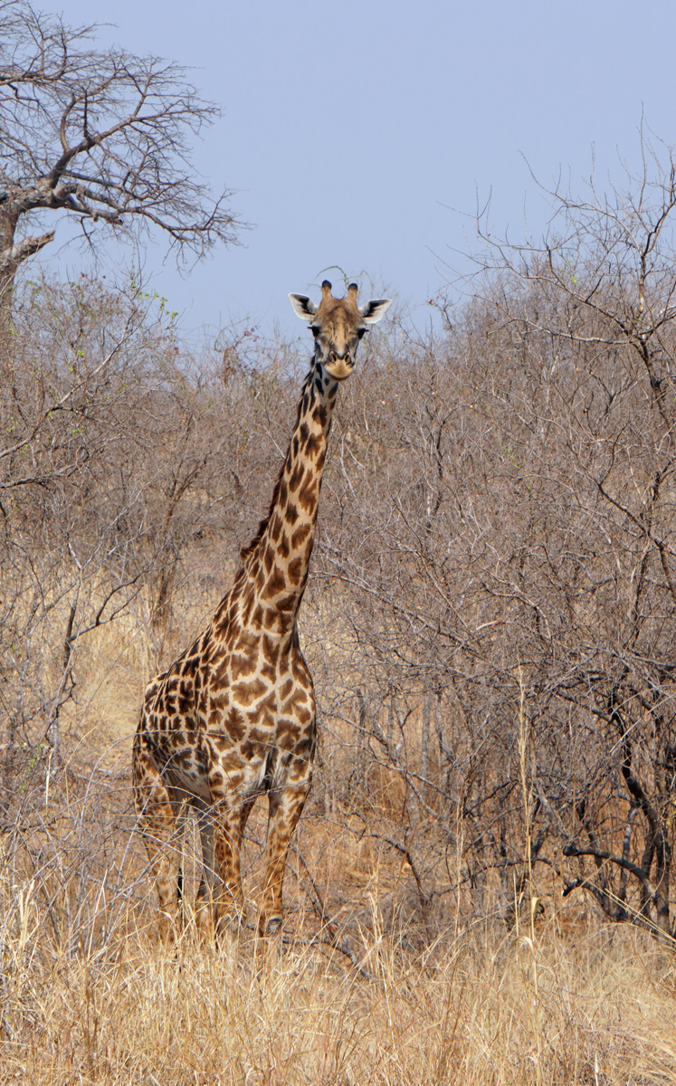 Ruaha National Park, Beautiful Giraffe