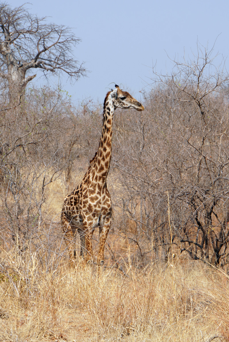 Ruaha National Park