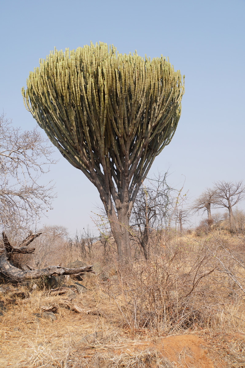 Ruaha National Park, Ethiopian Candelabra tree