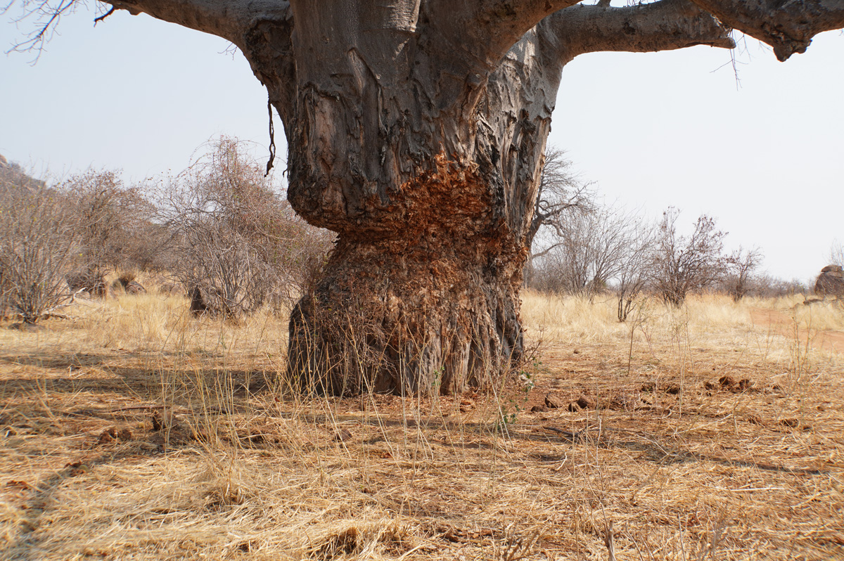 Ruaha National Park, Baobab trunk "chewed by Elephants"