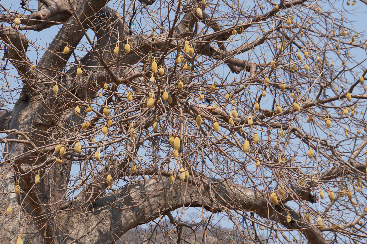 Ruaha National Park, Baobab fruit
