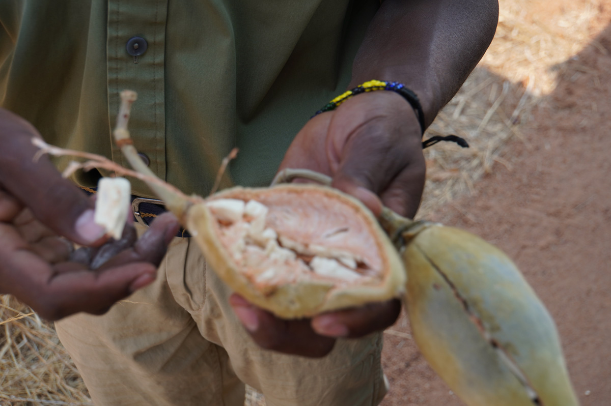 Ruaha National Park, Baobab fruit