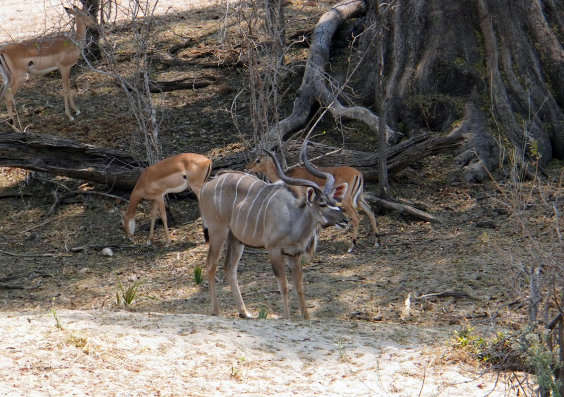 Ruaha National Park, Male Kukdu (with Impala)