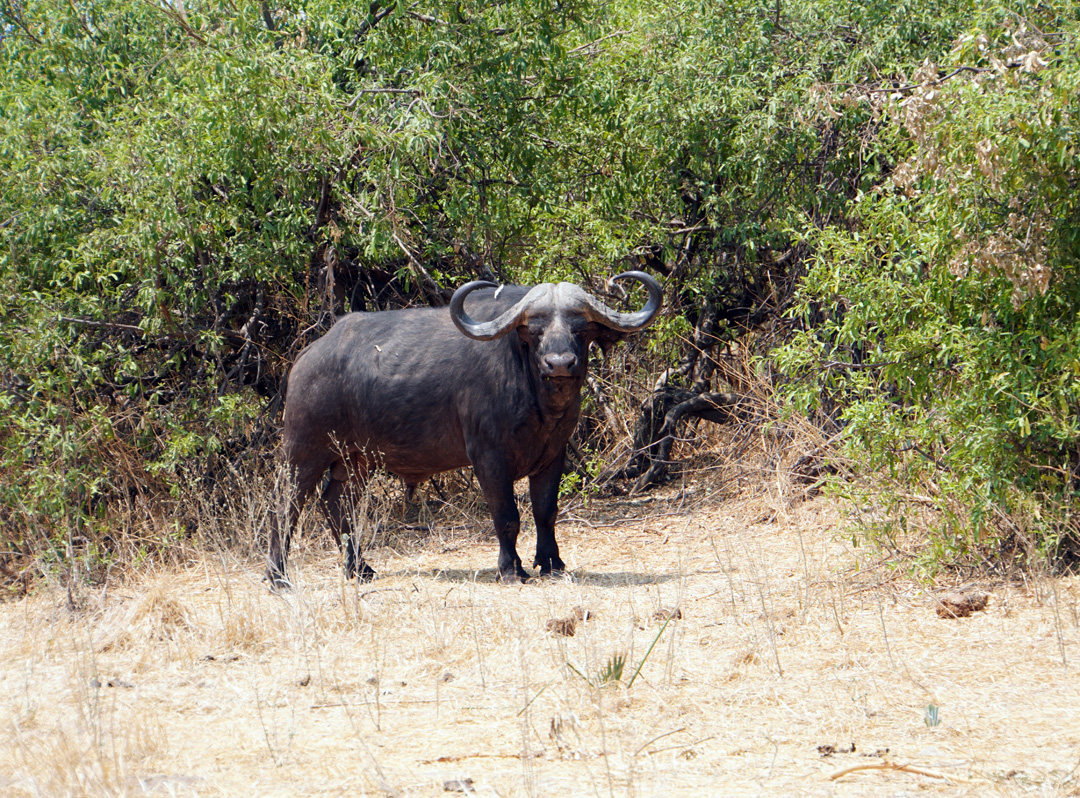 Ruaha National Park, Stoopid Water Buffalo