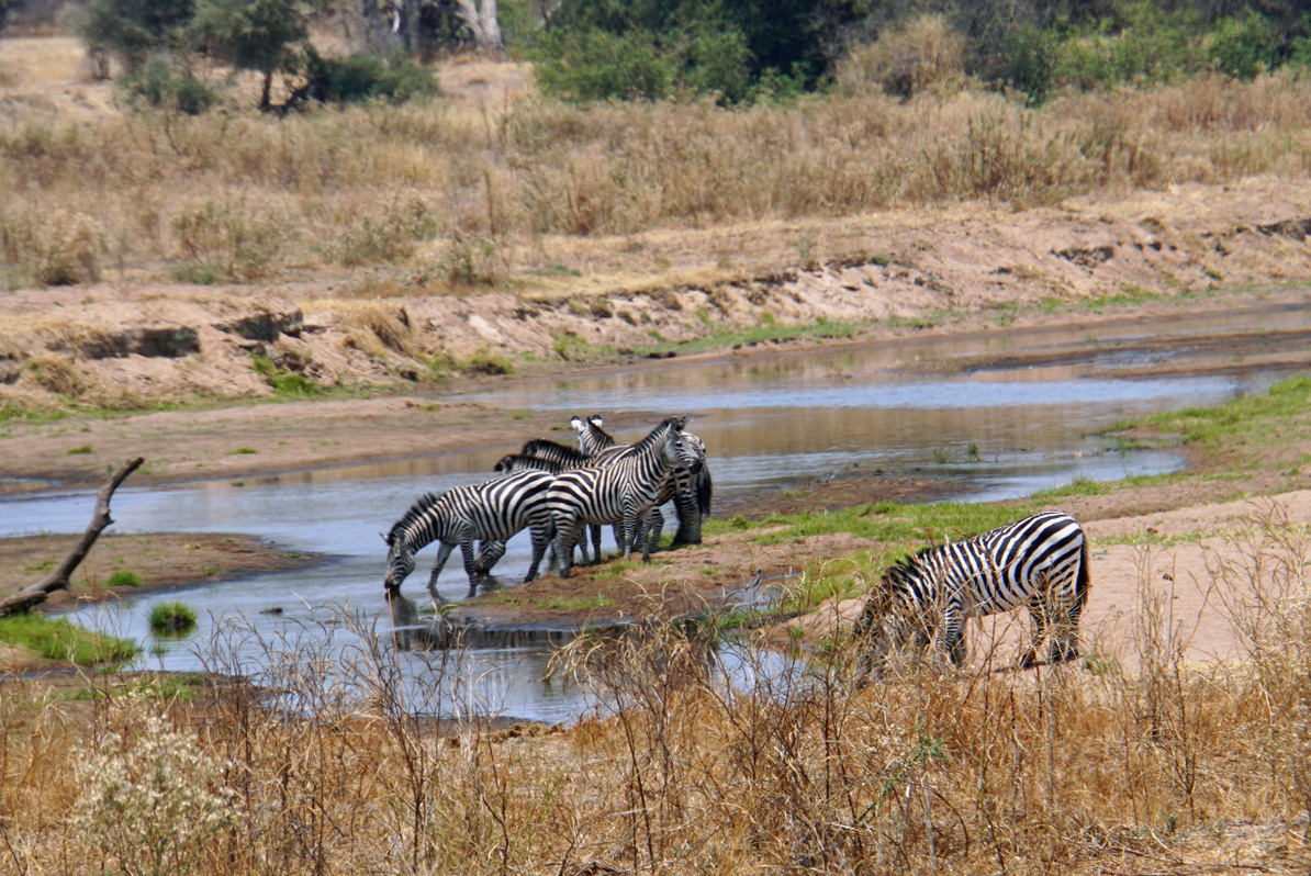 Ruaha National Park, Zebra