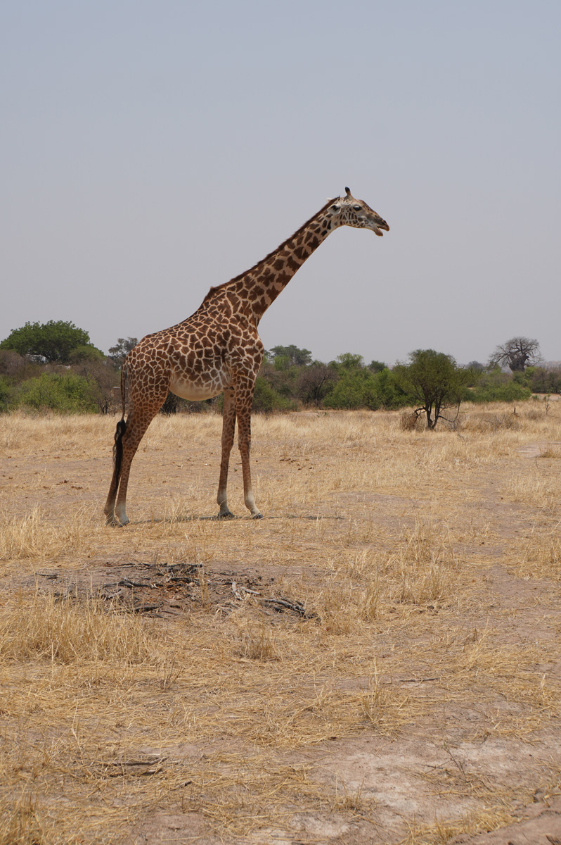 Ruaha National Park