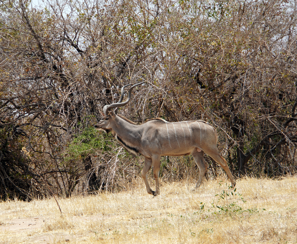 Ruaha National Park, Greater Kudu