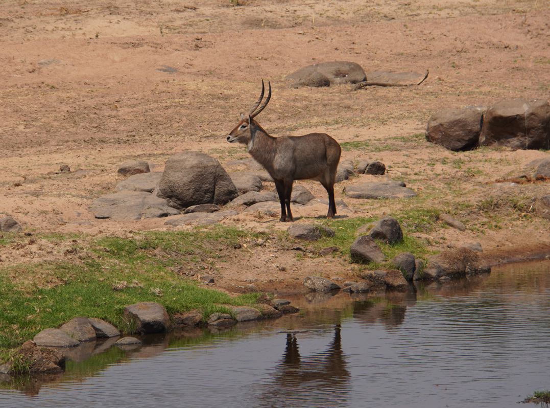 Ruaha National Park, Waterbuck
