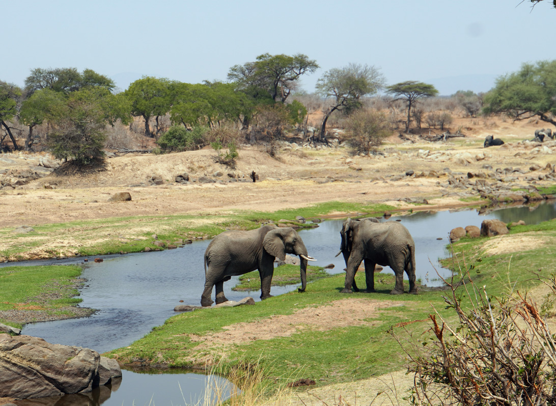 Ruaha National Park, Elephants outside my window