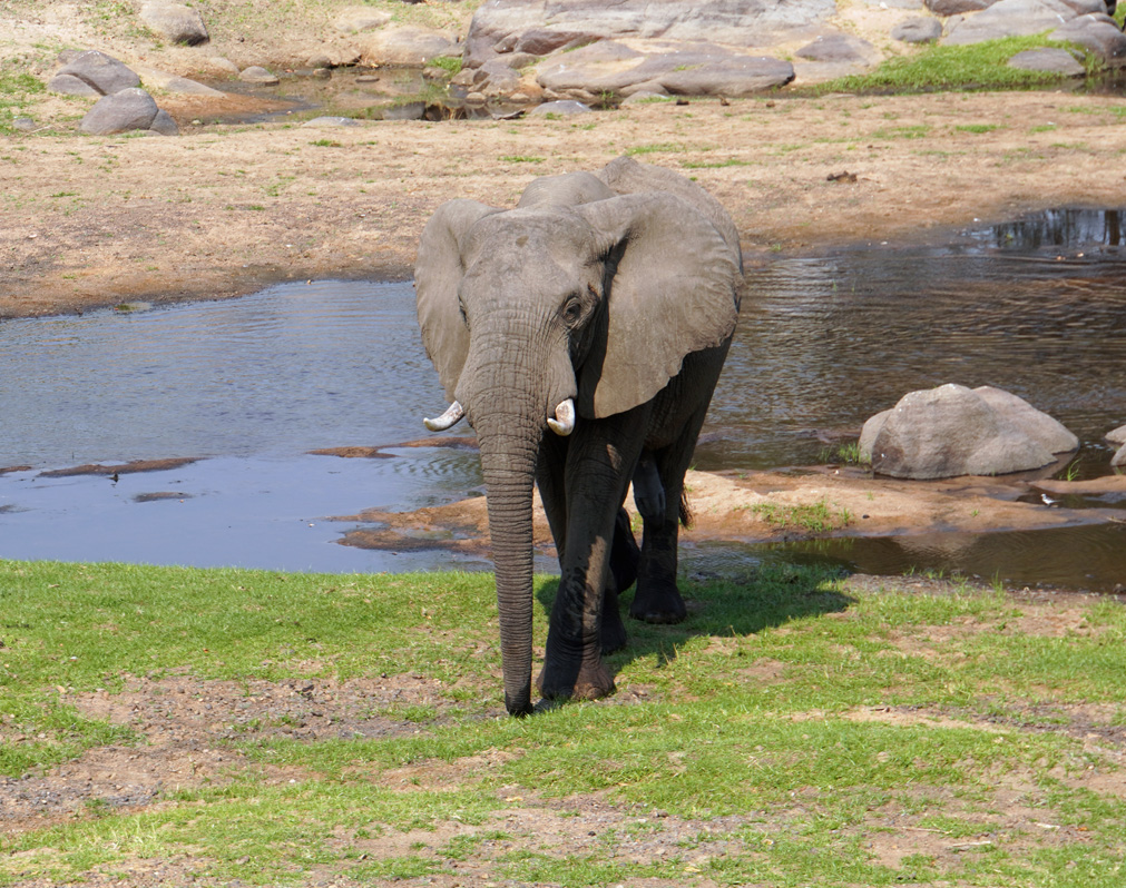 Ruaha National Park, Elephant outside my window