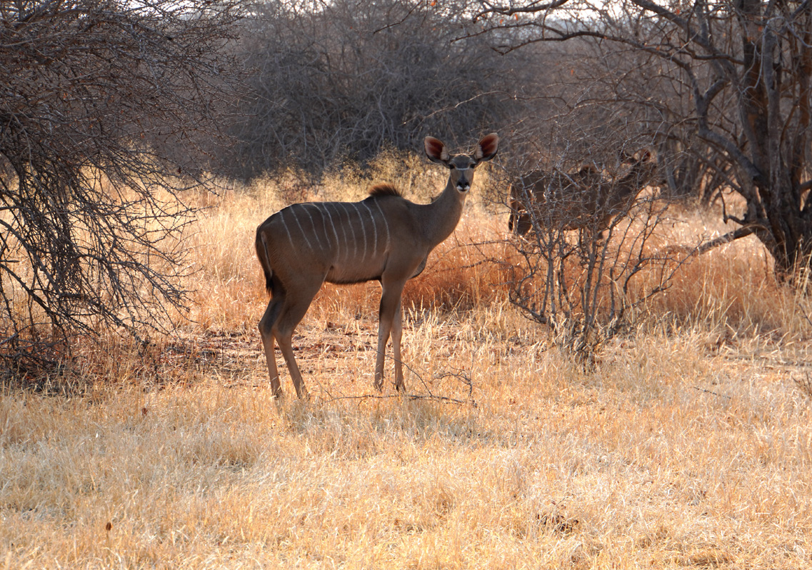Ruaha National Park, Female Kudu