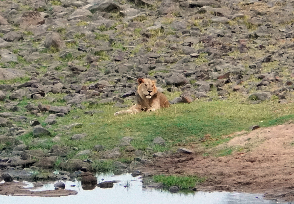 Ruaha National Park