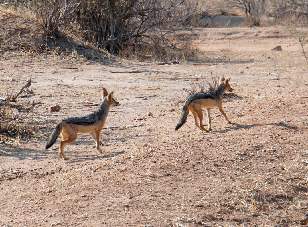 Ruaha National Park, Jackals