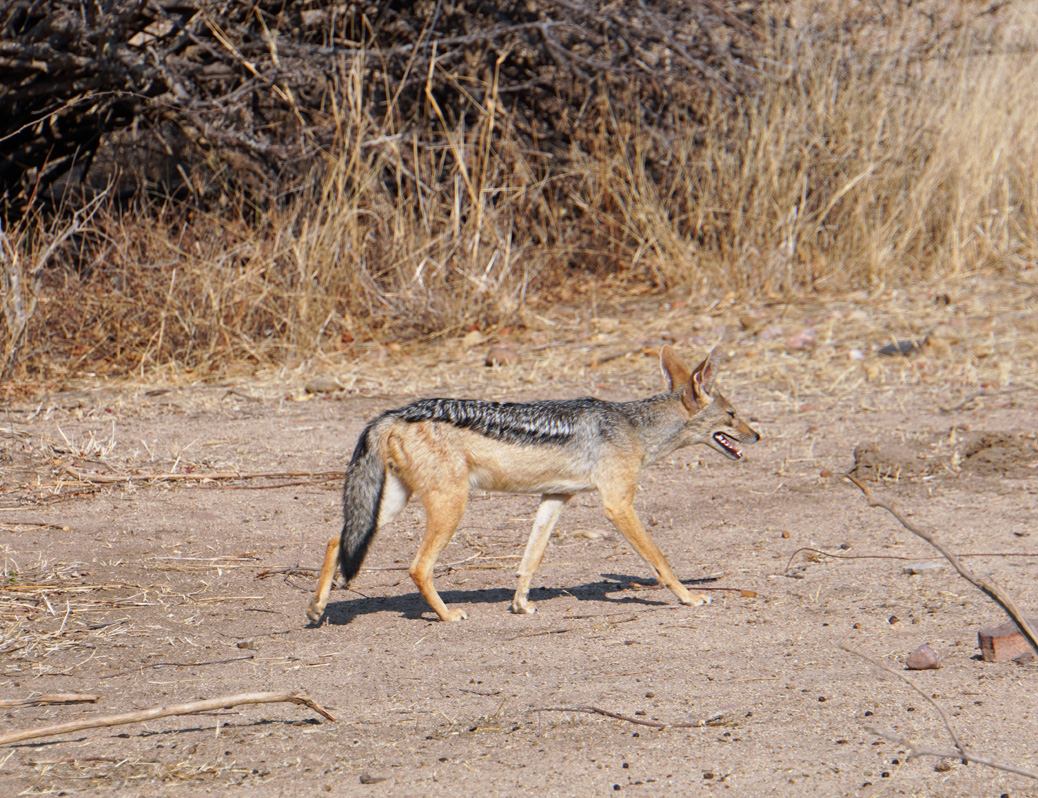 Ruaha National Park, Fine Jackal