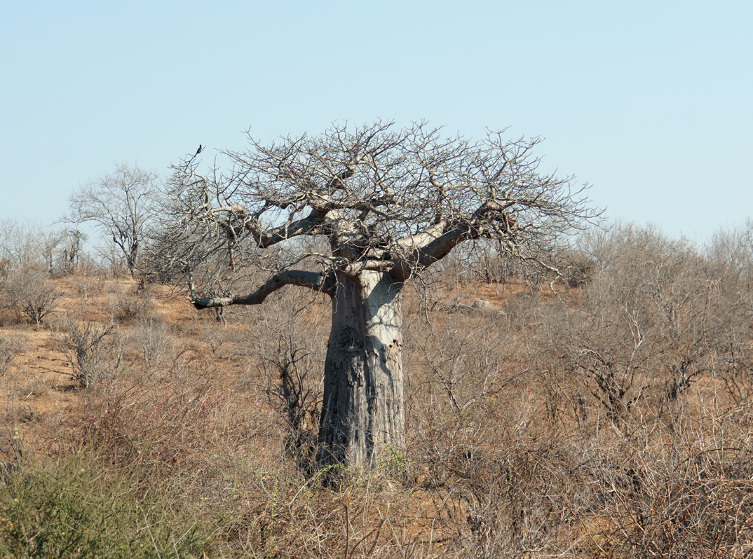 Ruaha National Park