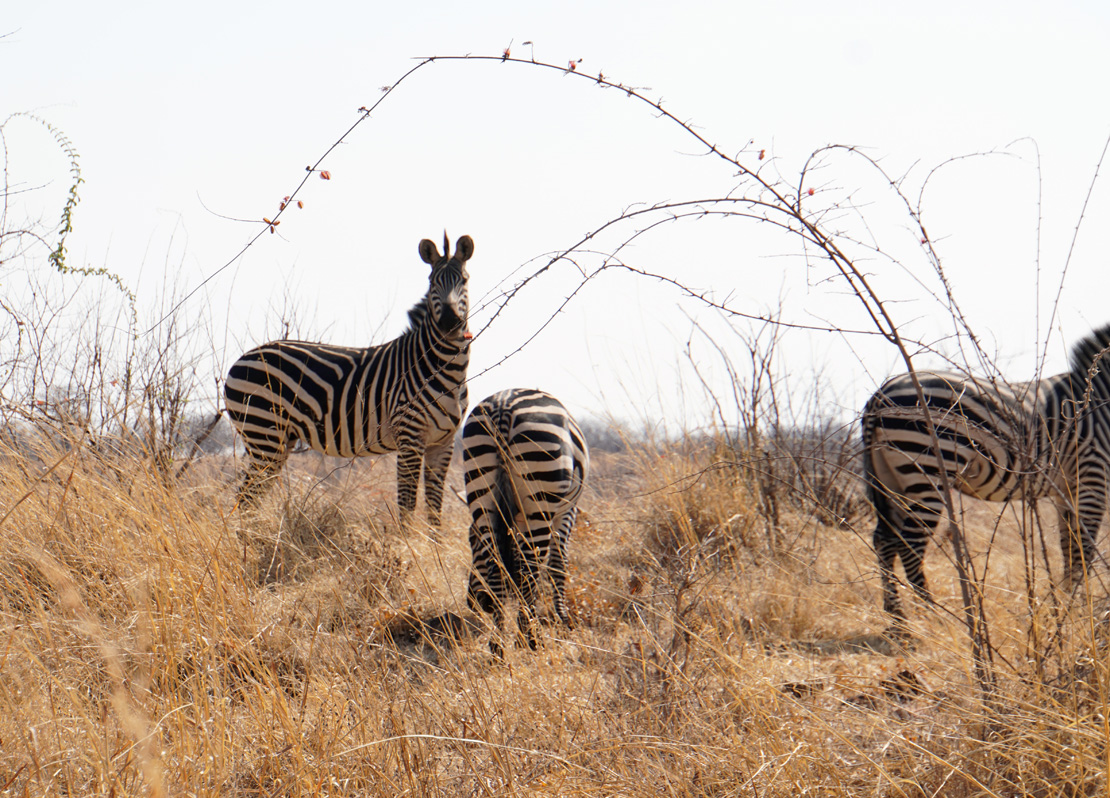 Ruaha National Park, Cautious Zebra