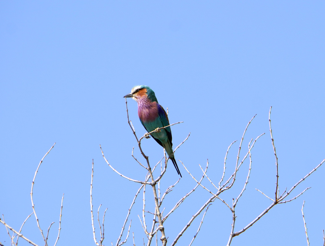 Ruaha National Park