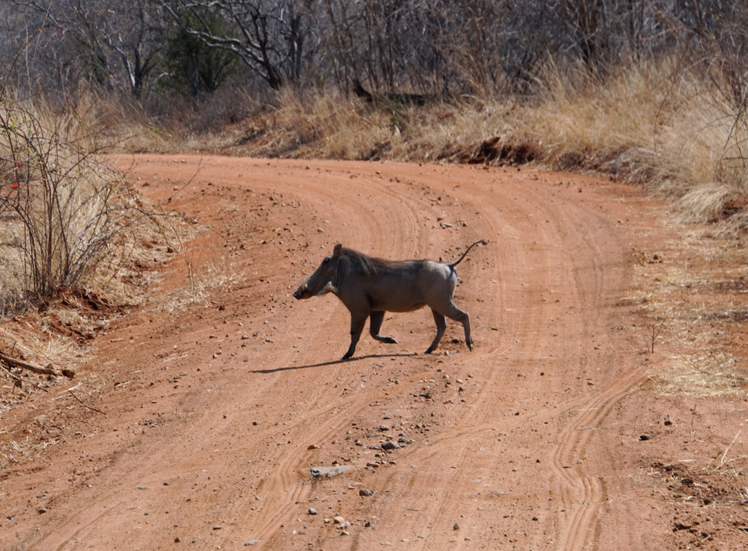 Ruaha National Park, Fine wart hog