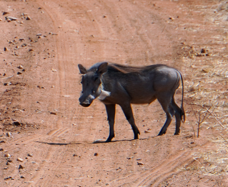 Ruaha National Park