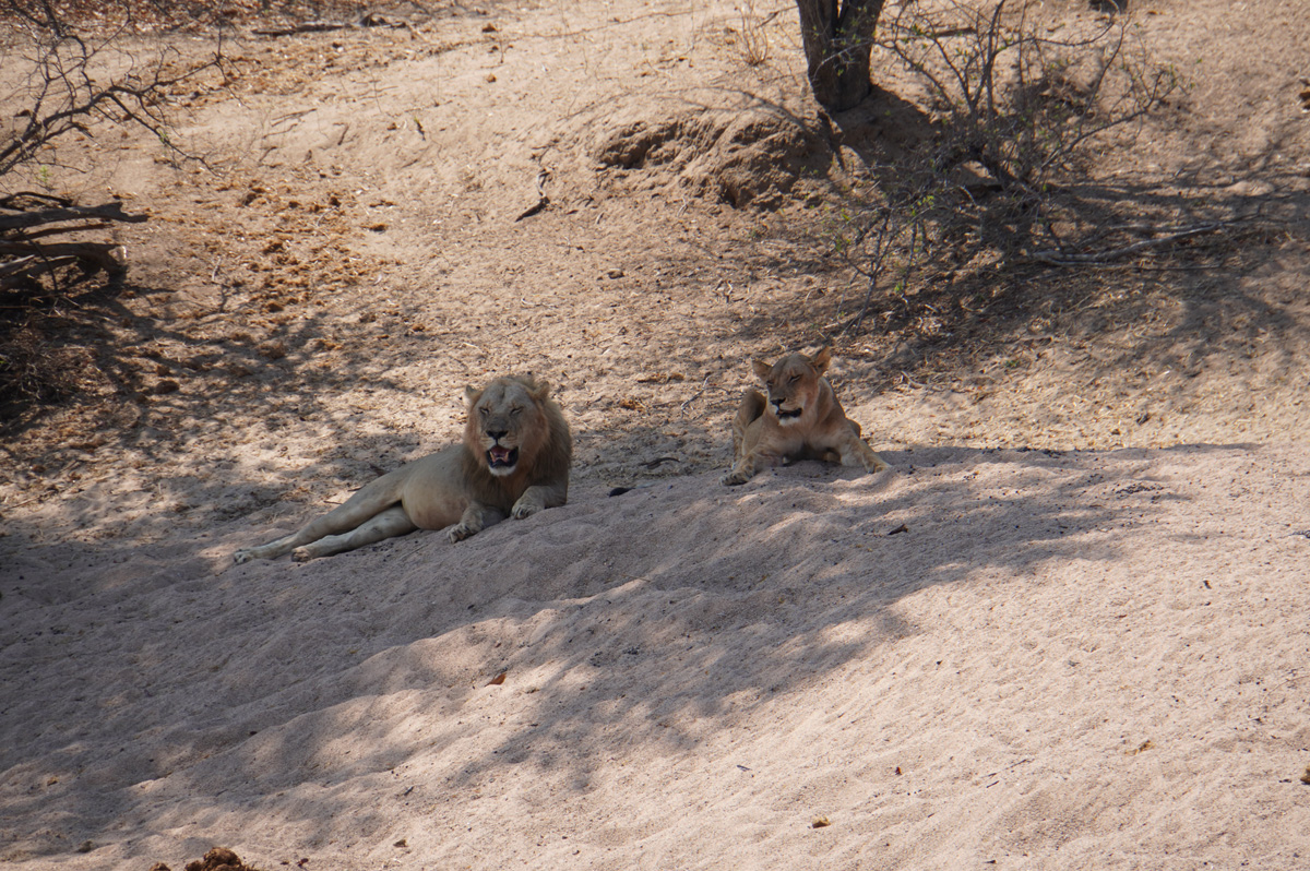 Ruaha National Park