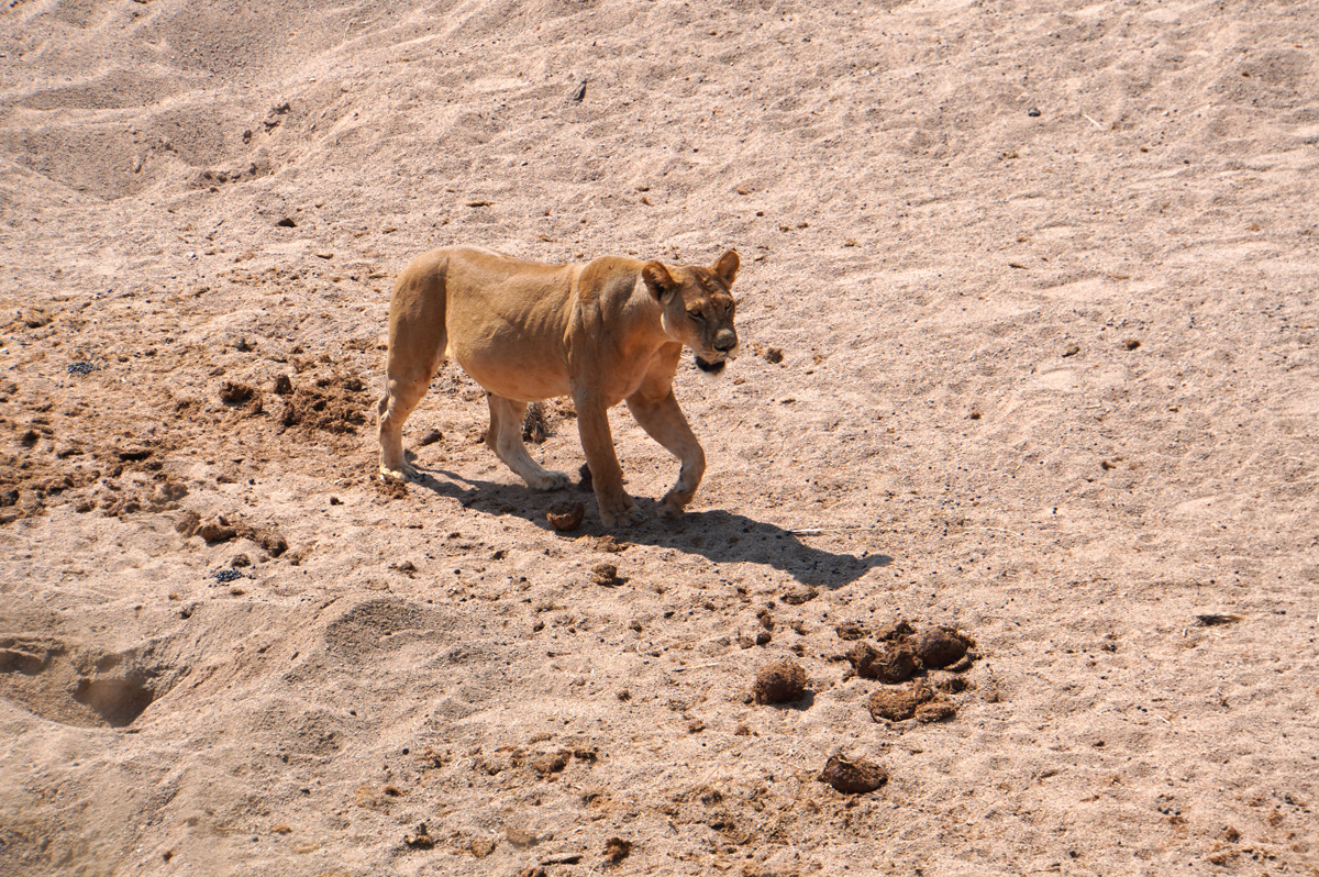 Ruaha National Park