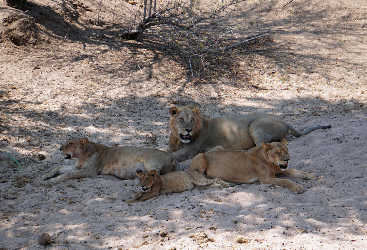 Ruaha National Park, Lion Family, posed for group photo